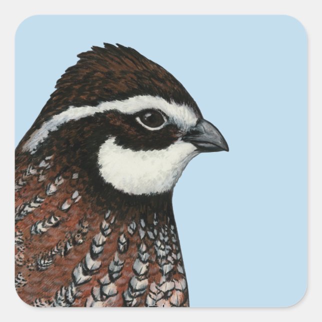 Pegatina Cuadrada Cabeza de codorniz Bobwhite (Anverso)