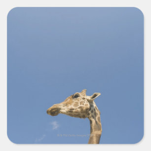 Pegatina Cuadrada Cabeza de Giraffe