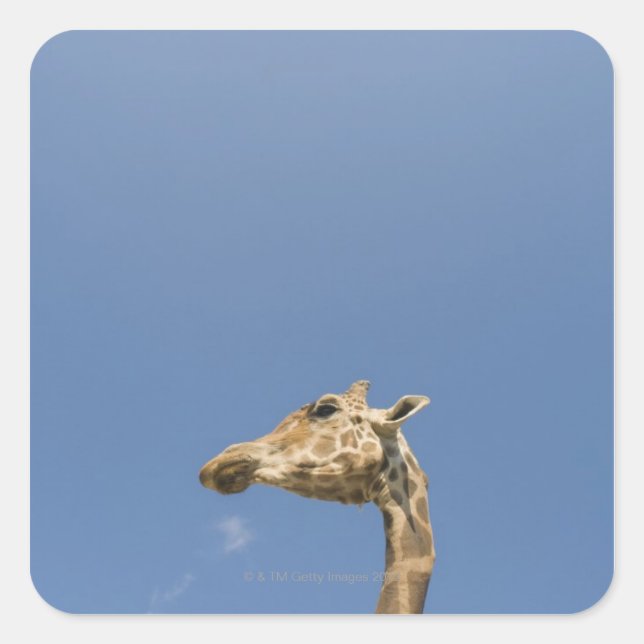 Pegatina Cuadrada Cabeza de Giraffe (Anverso)