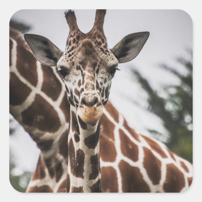 Pegatina Cuadrada Cabeza de jirafa Piel de piel de animal africano (Anverso)