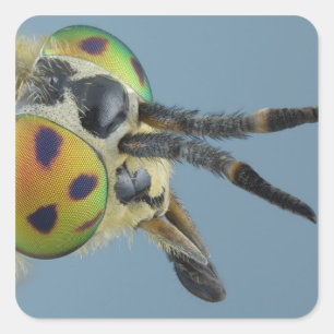 Pegatina Cuadrada Cabeza de mosca de ciervo