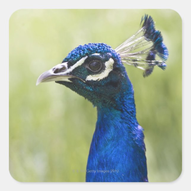 Pegatina Cuadrada Cabeza de pavo real (Anverso)
