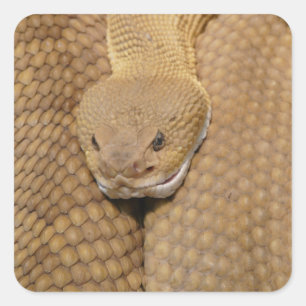 Pegatina Cuadrada Cabeza de serpiente de cascabel