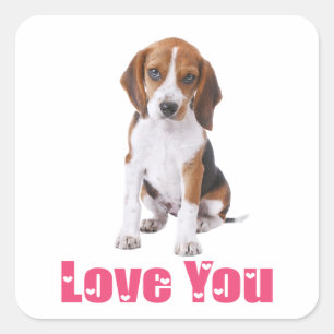 Pegatina Cuadrada Cachorro adorable de Beagle te ama
