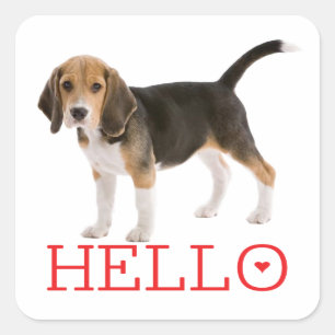 Pegatina Cuadrada Cachorro Beagle Adorable Hola Pensando en Ti Amist