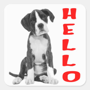 Pegatina Cuadrada Cachorro Boxer negro y blanco Hola rojo