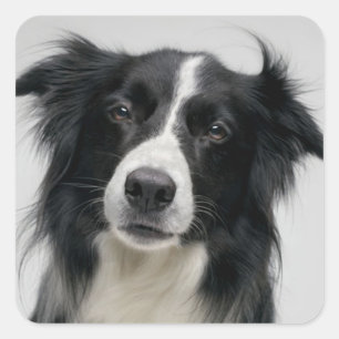 Pegatina Cuadrada Cachorro Cachorro Border Collie Negro Y Blanco