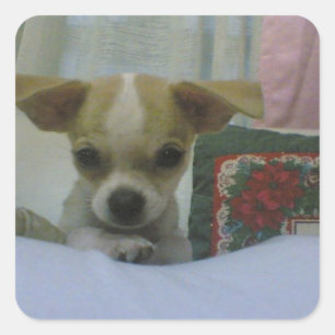 Pegatina Cuadrada Cachorro chihuahua
