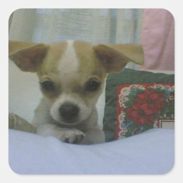 Pegatina Cuadrada Cachorro chihuahua (Anverso)