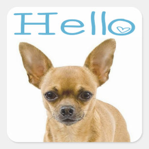 Pegatina Cuadrada Cachorro Chihuahua Azul Hola Corazón