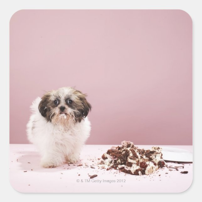 Pegatina Cuadrada Cachorro con pastel en el suelo (Anverso)