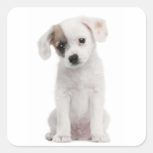 Pegatina Cuadrada Cachorro cruzado (2 meses de edad)
