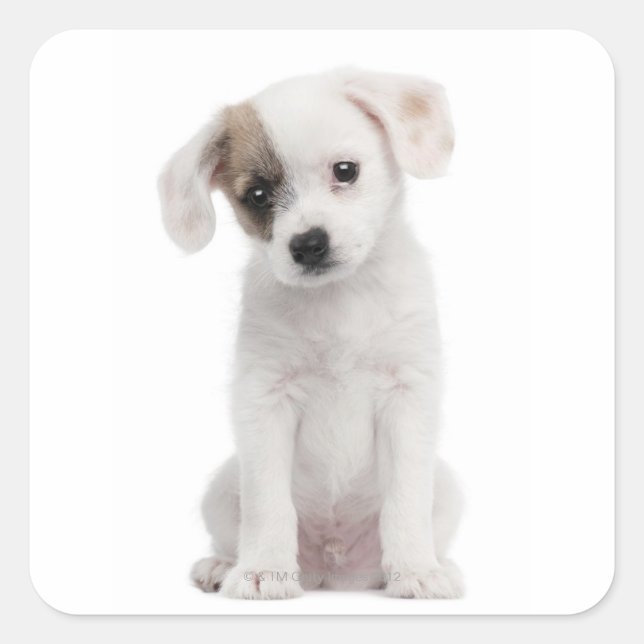 Pegatina Cuadrada Cachorro cruzado (2 meses de edad) (Anverso)