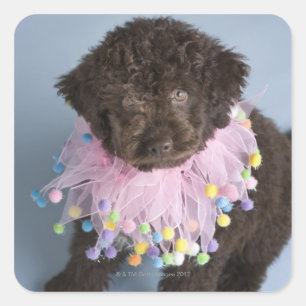 Pegatina Cuadrada Cachorro de agua italiano (Lagotto)