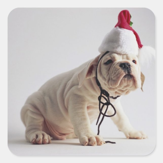 Pegatina Cuadrada Cachorro de bulldog con Sombrero Santa (Anverso)