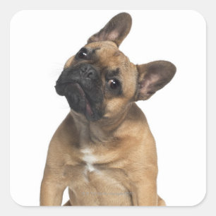 Pegatina Cuadrada cachorro de Bulldog francés (7 meses de edad)