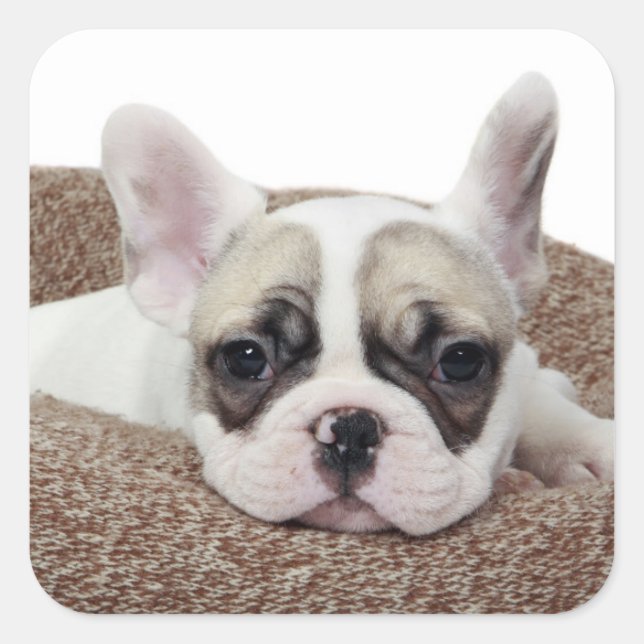 Pegatina Cuadrada Cachorro de Bulldog Francés En Una Cama De Perro (Anverso)