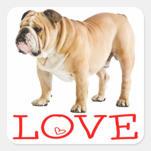 Pegatina Cuadrada Cachorro de Bulldog Inglés Corazones de Amor Rojo