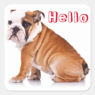 Pegatina Cuadrada Cachorro de Bulldog Inglés Rojo Hola