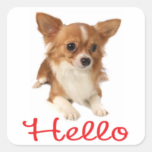 Pegatina Cuadrada Cachorro de Chihuahua de Pelo Largo Rojo Hola