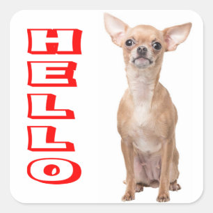Pegatina Cuadrada Cachorro de Chihuahua Rojo Hola