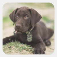 Cachorro de Chocolate Lab