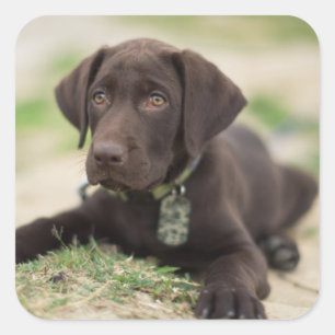 Pegatina Cuadrada Cachorro de Chocolate Lab