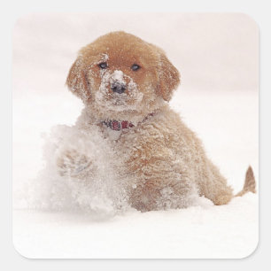 Pegatina Cuadrada Cachorro de Golden Retriever en la Nieve