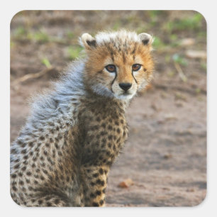 Pegatina Cuadrada Cachorro de Guepardo Acinonyx Jubatus)