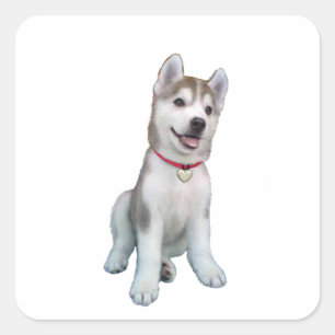 Pegatina Cuadrada Cachorro de Husky Siberiano