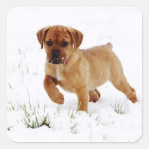 Pegatina Cuadrada Cachorro de invierno navidades