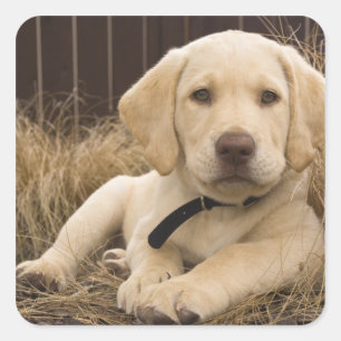Pegatina Cuadrada cachorro de Labrador Retriever
