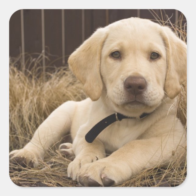 Pegatina Cuadrada cachorro de Labrador Retriever (Anverso)