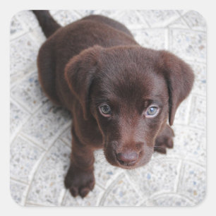 Pegatina Cuadrada Cachorro de Labrador Retriever de Chocolate