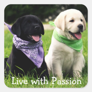Pegatina Cuadrada Cachorro de Labrador Retriever Vive Con Pasión Peg