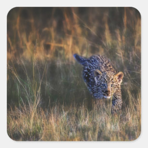 Pegatina Cuadrada Cachorro de leopardo Panthera Pardus