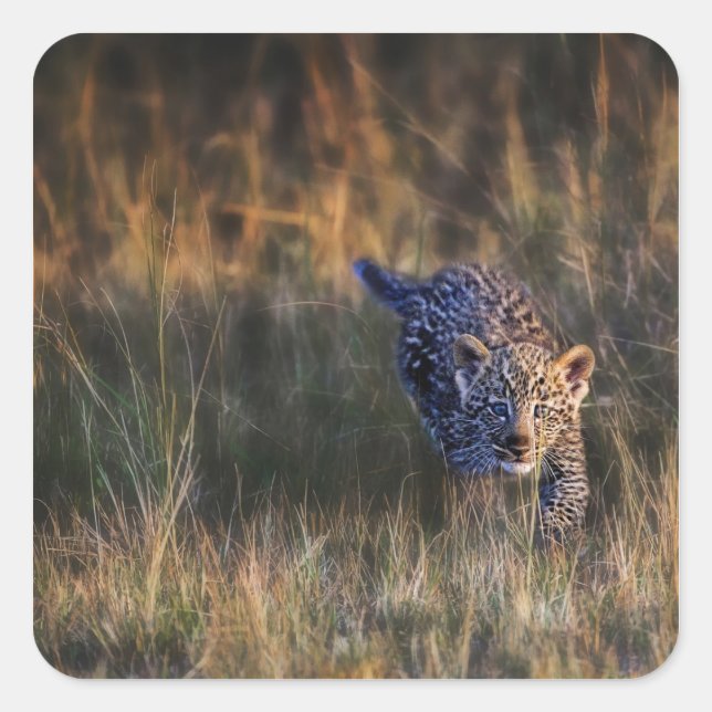 Pegatina Cuadrada Cachorro de leopardo Panthera Pardus (Anverso)
