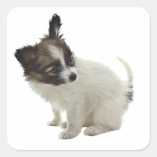 Pegatina Cuadrada cachorro de papillon