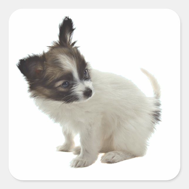 Pegatina Cuadrada cachorro de papillon (Anverso)