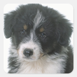 Pegatina Cuadrada Cachorro de Pastor Australiano Amor Aussie