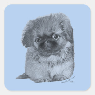 Pegatina Cuadrada Cachorro de Pekín Azul