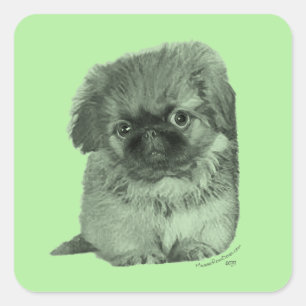 Pegatina Cuadrada Cachorro de Pekinés Verde