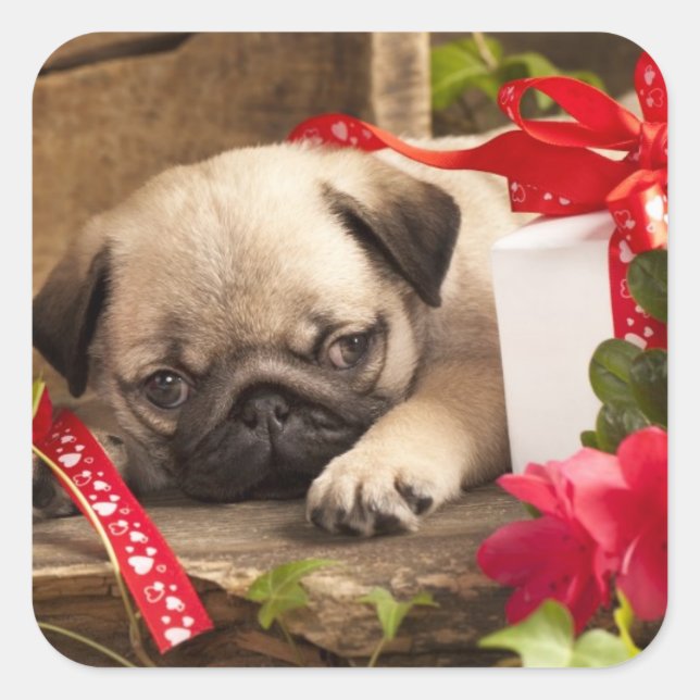 Pegatina Cuadrada Cachorro de pug y caja de regalo (Anverso)