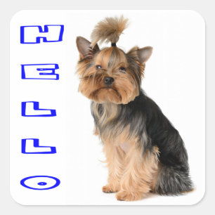 Pegatina Cuadrada Cachorro de Terrier de Yorkshire Azul Hola