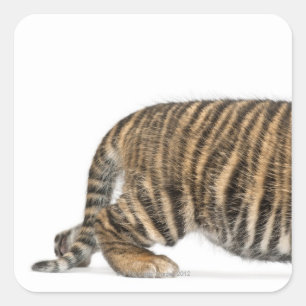 Pegatina Cuadrada Cachorro de tigre de Sumatran 2
