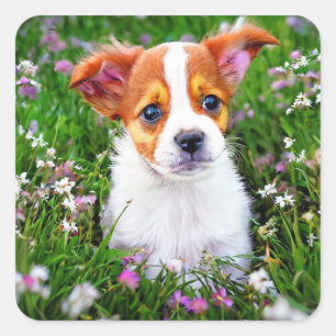 Pegatina Cuadrada Cachorro en el campo de las flores