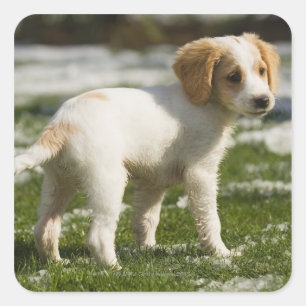 Pegatina Cuadrada Cachorro jugando en la nieve