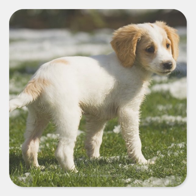 Pegatina Cuadrada Cachorro jugando en la nieve (Anverso)