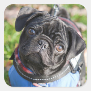 Pegatina Cuadrada Cachorro negro con chaqueta