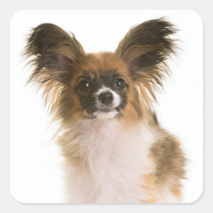 Pegatina Cuadrada Cachorro Papillón - Ama a los cachorros, Hola